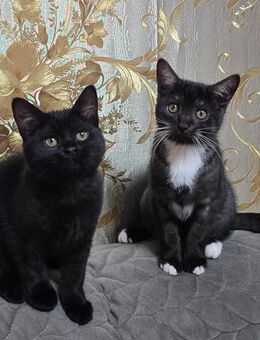 Süsse Kitten - Düsseldorf