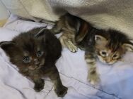 Nur noch 2 xxl maine coon kitten black smoke u. Tabby - Bad Kissingen