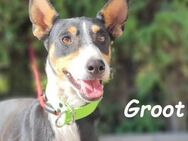 Groot sucht Podenco-Liebhaber 11/18 ESP - Ruppertsecken