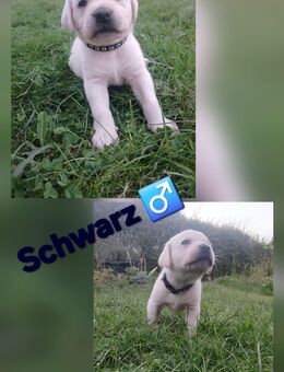 Labradorwelpe Rüde weiß - reinrassig - Salzwedel (Hansestadt)