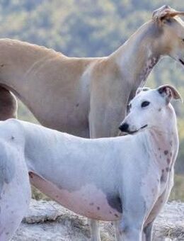 Turia ist sozial - Donaueschingen