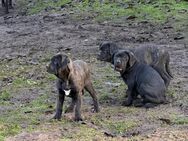 Cane Corso Welpen - Sonneberg