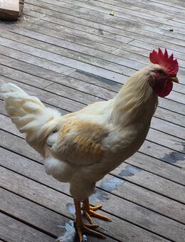 Hühner suchen ein neues Zuhause! - Osterholz-Scharmbeck