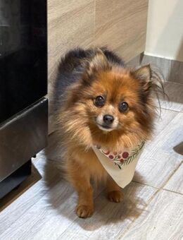 💛 Lizzie zarte Zwergspitz-Seele - Kassel