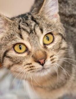 Boris - Schmusekater sucht Wohlfühloase - Bad Camberg