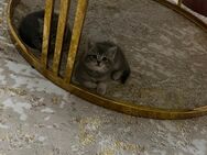 Reinrassiger Bkh Silver tabby kitten - Duisburg
