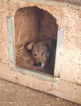 Angstnase Urmel sucht Zuhause - Neuberg