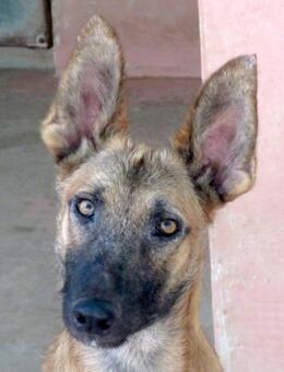 Sushi 2 -fröhlich und temperamentvoll- - Oldenburg