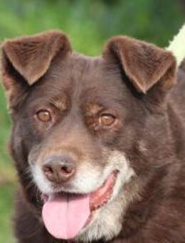 Brownie - sehr verschmust u. kinderlieb - Lohra