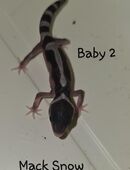Leopardgeckos in verschiedenen Farben zu verkaufen in 71691