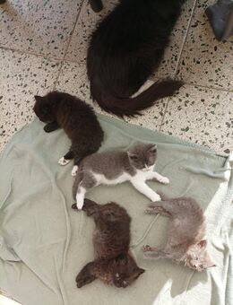 Katzenbabys NWK und Siam Mix - Wesseling