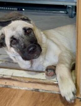 Tapfere LULU💖bitte gebt ihr ein Zuhause - Hamburg