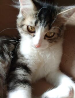 Katzen kiddys abzugeben - Krefeld