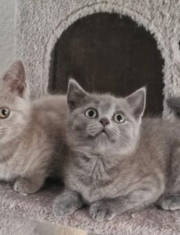 Katzen Babys, Katzen kitten . Bkh - Frankfurt (Main)