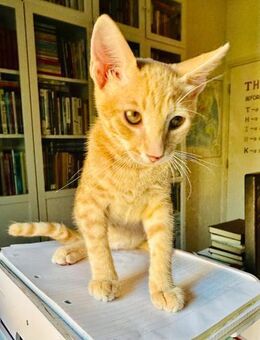 Jerry - ein roter Zwerg - Kirchheim (München)