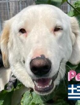 Perla - sanftmütig und aktiv - Heppenheim (Bergstraße)