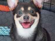 Zuhause gesucht - Offenbach (Queich)