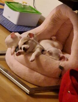 Mini chiuhuahua - Hanstedt (Landkreis Harburg)