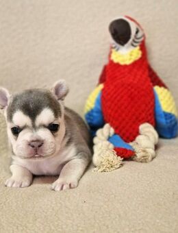 Französische Bulldoggen – bezaubernde Welpen suchen ihr Zuhause 🐶 - Espelkamp Altgemeinde