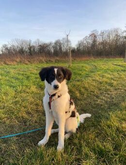 Oreo- ein sanfter Riese - Grevenbroich