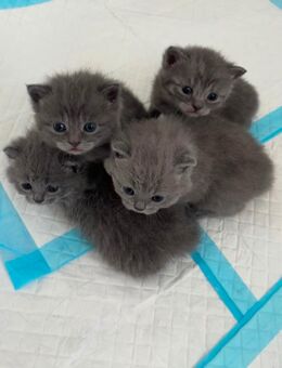 Reinrassige BKH Kitten Grau abzugeben - Wuppertal
