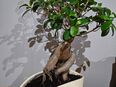 Pflanze Bonsai mit schickem Übertopf in 04880