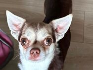 Chihuahua Rüde 17 Monate alt - Bad Salzuflen Werl-Aspe