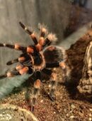 Brachypelma smithi in 33098