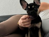 Freiatmende Französische Bulldogge Welpe sucht neues Zuhause - Basel