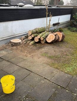 Holz zu verschenken - Würzburg