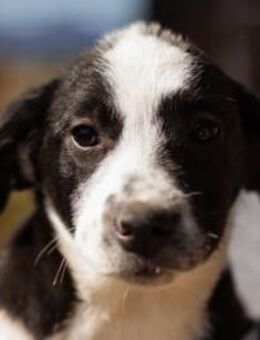 Welpin EMMY💖zuckersüßes Energiebündel - Hamburg