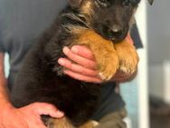 Deutscher Schäferhund Welpen - Recklinghausen