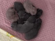 Kitten Reinrassige Britisch Kurzhaar - Celle