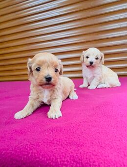 Maltipoo Welpen - Saterland