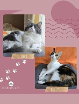 Kätzchen Lilly und Luigi möchten reisen - Lalendorf