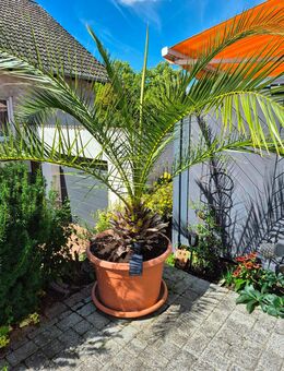 Palme zu verschenken - Schweppenhausen