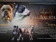 Old english Bulldog Welpen, OEB Welpen - Breddin