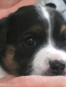 JACK RUSSELL TRICOLOR WELPEN - Paderborn