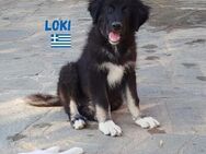 Loki - Heppenheim (Bergstraße)