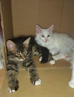 Maine Coon Kitten - Bad Bergzabern