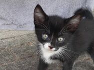Kleiner Kater sucht ein neues liebevolles Zuhause - Westerstede