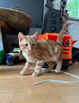 Noch 2 rote Kitten aus Glückskatze und Maincoon - Lilienthal