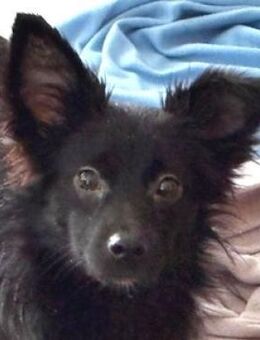 Kleine SHELLY sucht ihr Glück - Gefrees