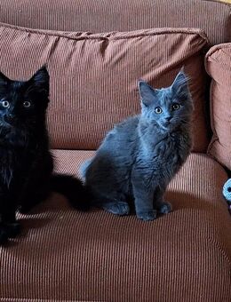 Maine Coon Kitten katze kater - Frankeneck