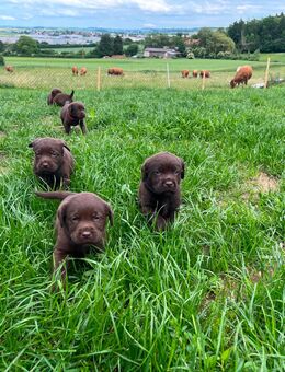Labrador Welpen Schokobraun mit Ahnentafel - Bopfingen