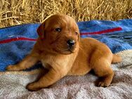 Labrador Foxred Welpen mit Ahnentafel