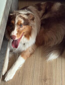 Reinrassige Mini Australien Shepherd Hündin mit Papiere - Flensburg