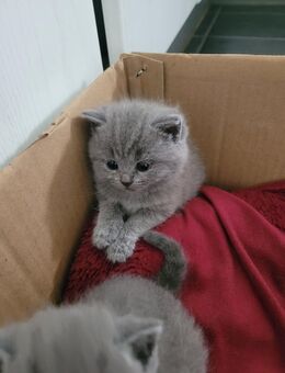Reinrassige bkh Kitten - Büren