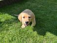 Labrador Welpen in 26624