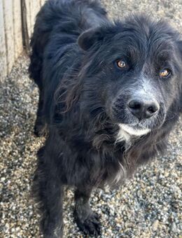 Anton - ein süßer Schatz - Dreikirchen